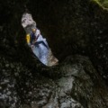 Descending down the waterfall of Fratarica