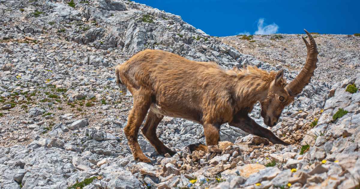 Alpensteenbok in de Julische Alpen, staande op het rotsachtige terrein.