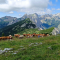 Čreda krav na travniku v gorah