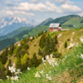 Hiking Slovenia: A hillside covered with white blooming daffodils, with a wooden mountain hut and mountains in the background.