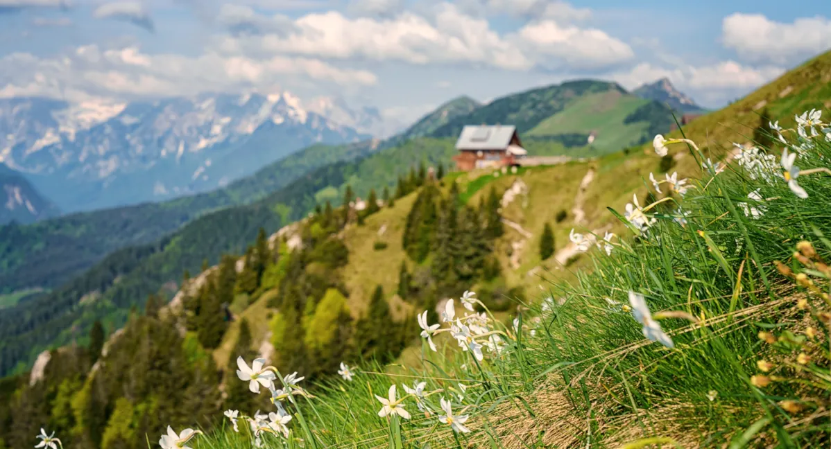 A hillside covered with white blooming daffodils, with a wooden mountain hut and mountains in the background.