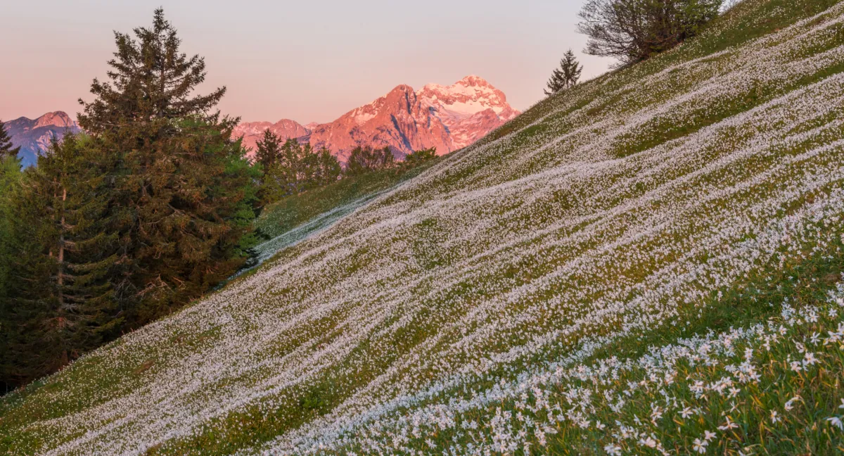 A scenic mountain slope covered in white daffodils, with a pinkish sunset in the background.