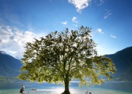 Bled Tours: Lone tree on a grassy hill overlooking a calm lake, with two people sitting beneath it under a vivid blue sky with wispy clouds.
