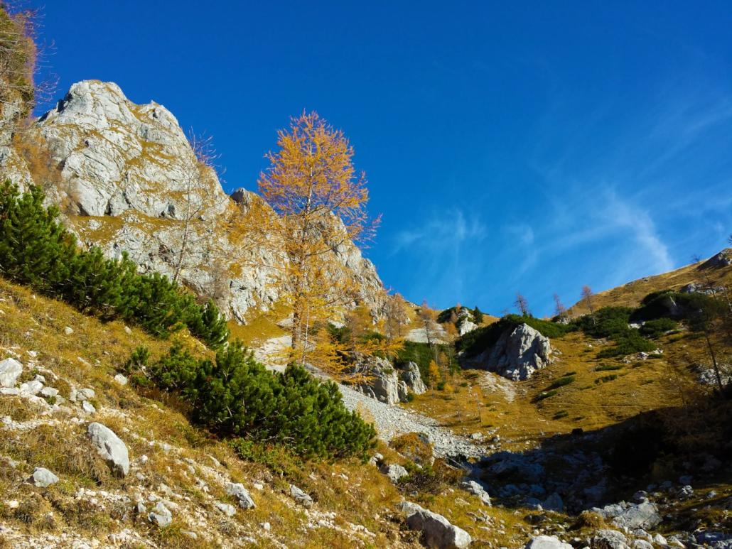 Golden autumn foliage and rocky peaks along a trail on Debela Peč under a bright blue sky