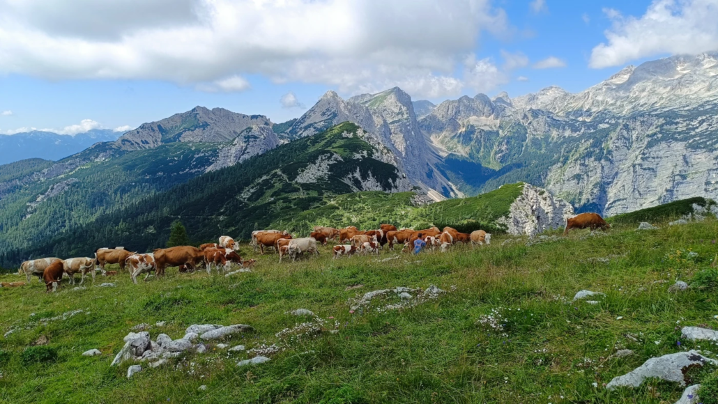 Grassy alpine meadow with cows grazing and panoramic views of the Julian Alps near Debela Peč"
