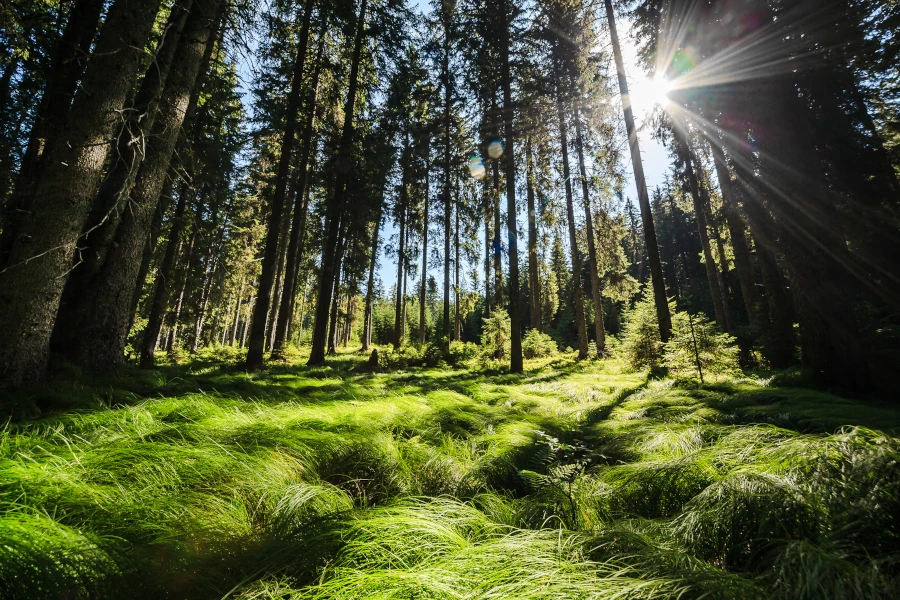 Sunlight filtering through tall pine trees on a forest trail at Pokljuka Plateau, Slovenia